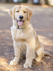 Golden Retriever puppy male sitting and looking at camera. Off-leash dog park in Northern California.