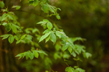 Green leaves with water droplets