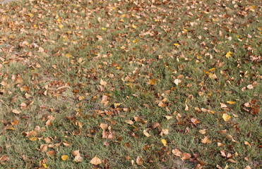 Foglie sul prato in Autunno