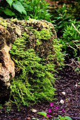 green moss on a tree