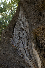 Centenary olive wood