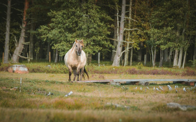 Wild horses eating grass in preserved territory of Engure national park in Latvia. Landscape with lake and meadow with grass and bouldes in warm lighting.
