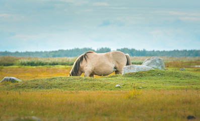 Fototapeta na wymiar Wild horses eating grass in preserved territory of Engure national park in Latvia. Landscape with lake and meadow with grass and bouldes in warm lighting.