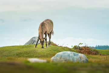 Wild horses eating grass in preserved territory of Engure national park in Latvia. Landscape with lake and meadow with grass and bouldes in warm lighting.