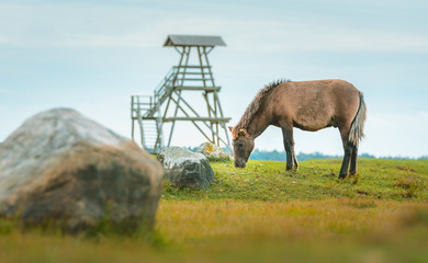 Wild horses eating grass in preserved territory of Engure national park in Latvia. Landscape with...