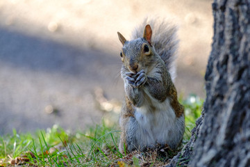 Squirrel eating nut by the tree
