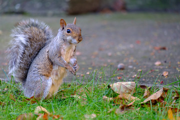 Squirrel sitting in the grass