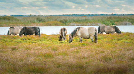 Wild horses eating grass in preserved territory of Engure national park in Latvia. Landscape with lake and meadow with grass and bouldes in warm lighting.