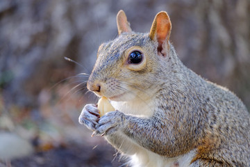 Squirrel eating nut