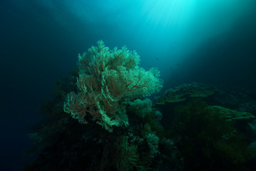 Naklejka na ściany i meble A large gorgonian sea fan naturally lit by the sun in the clear, warm waters of Indonesia