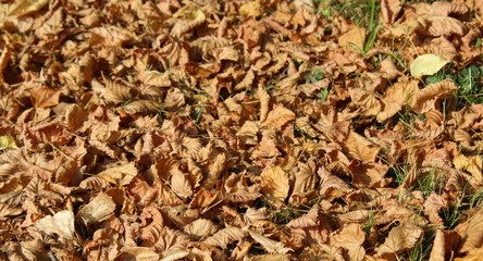 Foglie sul prato in Autunno 