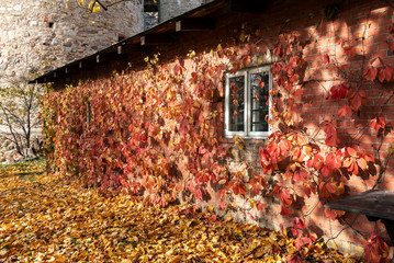 Old house covered by red autumn leaves in Cesis town, Latvia