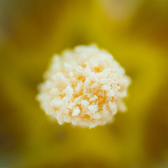 White mallow flower close up 