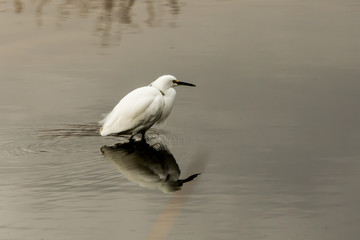 Wading Snowy Egret 1