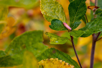 pink leafhopper