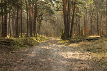 forest road in spring