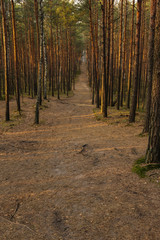 forest road in spring