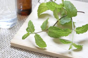 Branch with mint leaves