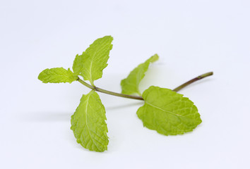 Branch of mint isolated on white background