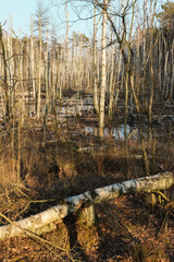 Forest wetlands