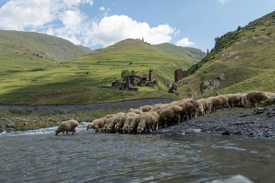 Sheep in ancient village in the mountains. Dartlo, Georgia country.