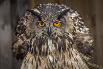Portrait of The Eurasian eagle-owl in detail with a view into the camera.