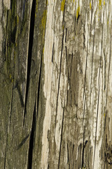 Obraz premium Stara drewniana portowa szpaltowa tekstura