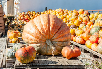 one main biggest vegitable in front of diferent pumpkins