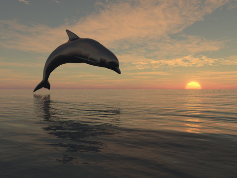 Jumping dolphin at sunset