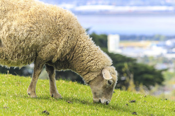 Sheep at One Tree Hill Park; Farm Animal; Auckland New Zealand