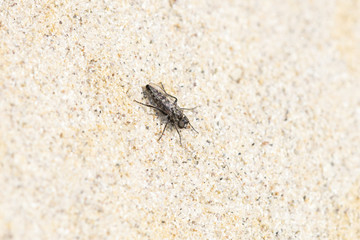 Late Fall Robber Fly (Comantella sp.) Waiting for Prey On Sandstone on the Eastern Plains of Colorado