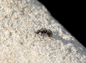 Black & Gold Velvet Ant Wasp (Mutillidae) Searching for Prey on Sandstone on the Eastern Plains of Colorado