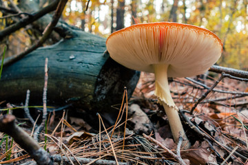 fly agaric in the deep autumn forest