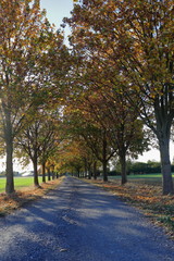 Fototapeta na wymiar Path, avenue, row of trees, recreation, future, autumn