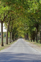 Path, avenue, row of trees, recreation, future