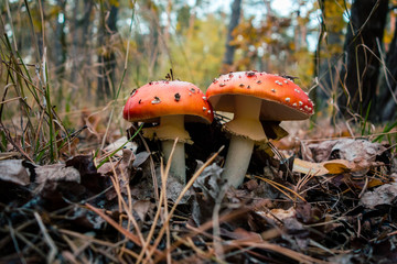 fly agaric in the deep autumn forest