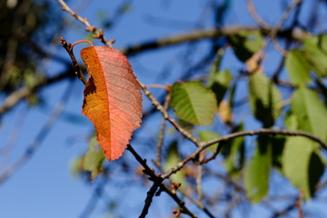 Leaf, orange, macro, against blurred background, relaxation