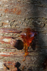 Resin drops, macro, on tree frontal