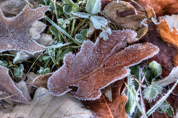 Frosted Leaves 2