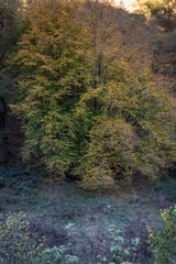 Laubbaum im Wald im Herbst