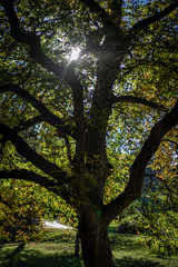 Baum im Park herbstliche Stimmung