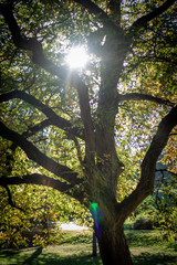 Fototapeta na wymiar Baum im Park herbstliche Stimmung