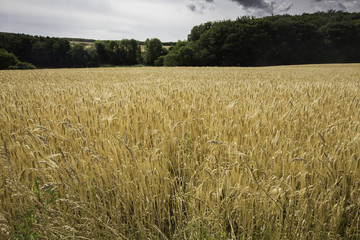 Wheat field on a cloudy day in Rugen Island, Germany