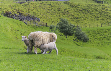 Fototapeta premium Sheep at One Tree Hill Park; Farm Animal; Auckland New Zealand
