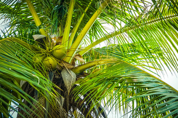 Cluster of young green coconut (Cocos nucifera) on the tree ,Spring in Hua Hin Thailand.