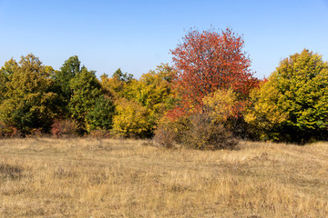 Fototapeta premium Autumn landscape of Cherna Gora (Monte Negro) mountain, Pernik Region, Bulgaria