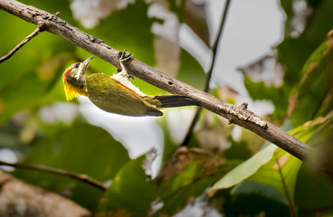 Black-headed Woodpecker Bird on the tree
