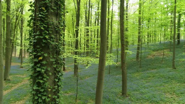 Forest view drone flying between trees, close-up lian on trunk, meadows with blooming flowers under trees. Hallerbos, Belgium
