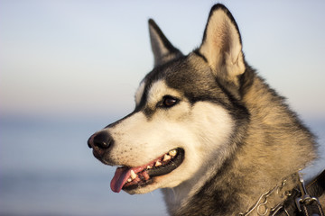 Сибирский хаски. Siberian husky. 