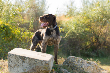 German hunting watchdog drathaar, beautiful dog portrait